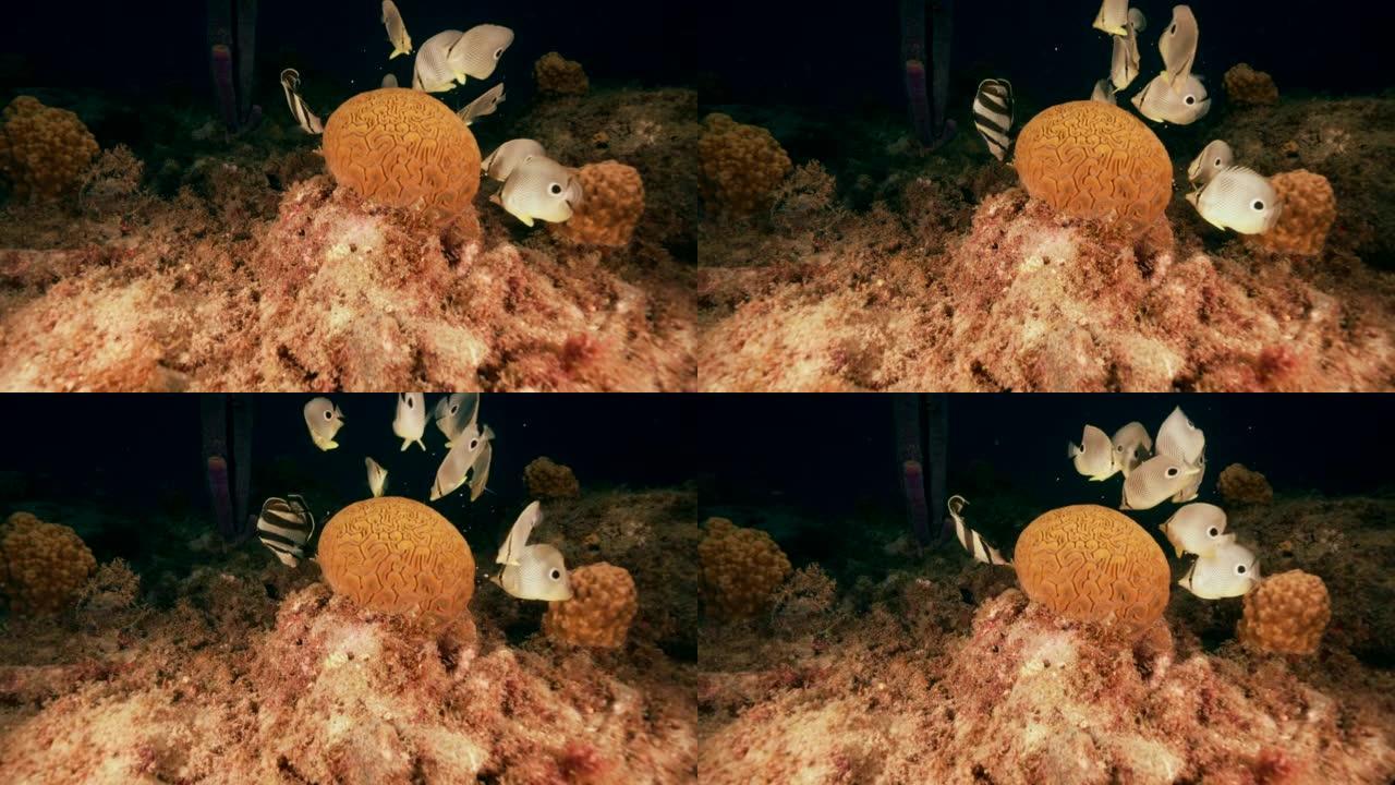 4K 120 fps超慢动作: 库拉索岛加勒比海珊瑚礁中带有Foureye蝴蝶鱼和带状蝴蝶鱼的凹槽脑