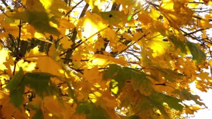 黄色枫叶背景。树叶细节特写。秋天的风景。大自然的鲜艳色彩。秋叶季节。录像。晴天。天气预报。好心情。向
