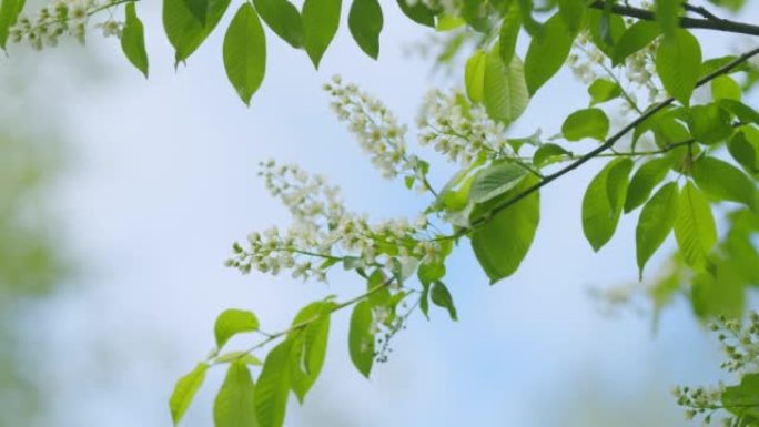 玫瑰科的开花植物朴树或黑莓。春天的鸟樱桃或李的花。慢动作。