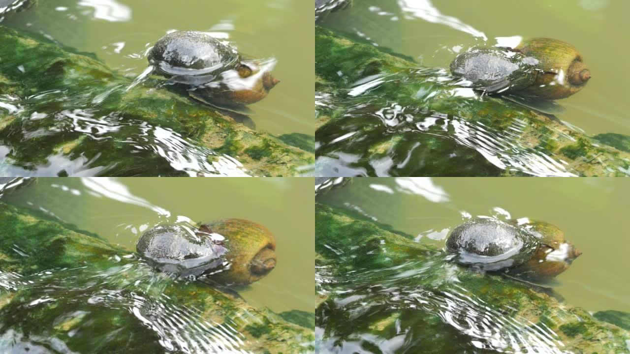 蜗牛在溪流中繁殖