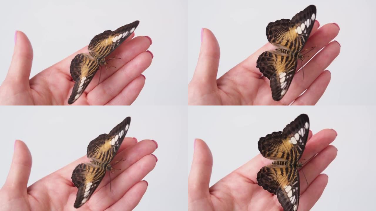 Parthenos sylvia热带蝴蝶坐在雌性手指上。特写