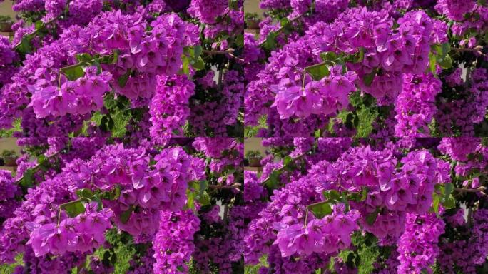 Bougainvillea bright pink purple flowers in the be
