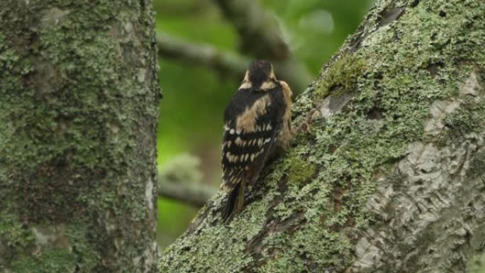 大斑啄木鸟 (Dendrocopos major) 千岛群岛