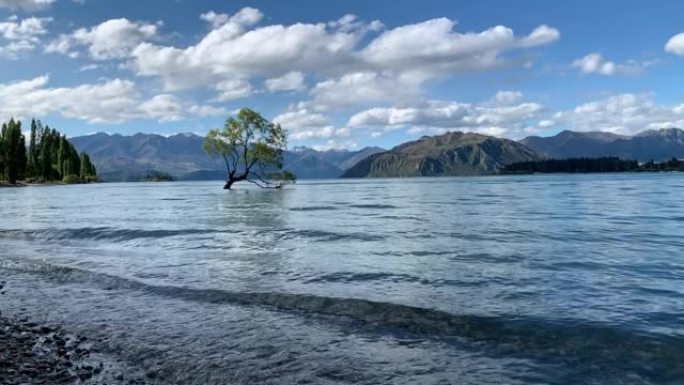 新西兰瓦纳卡湖著名风景秀丽的裂缝柳树 (# ThatWanakaTree)