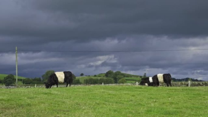 束带的加洛韦牛和小牛在田野里放牧