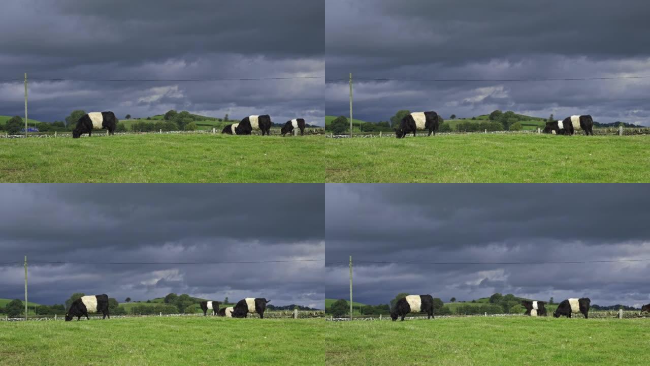 束带的加洛韦牛和小牛在田野里放牧