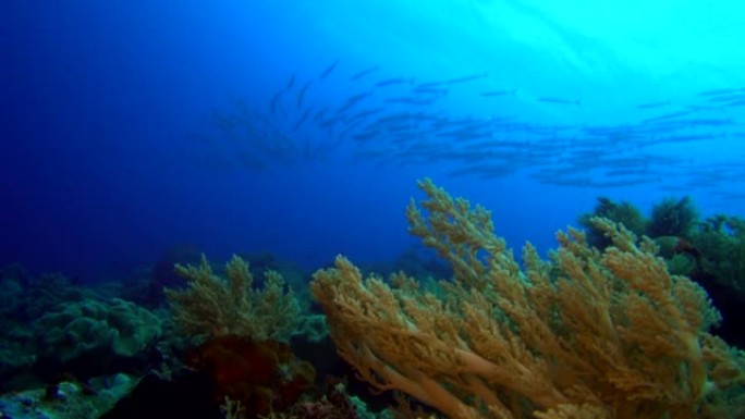 雪佛龙梭子鱼学校与珊瑚礁的水下拍摄
