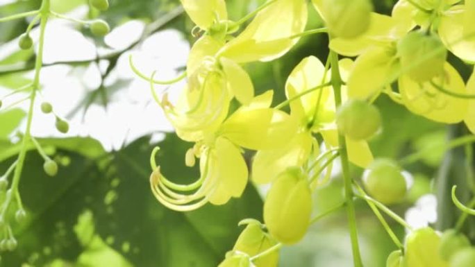金色的淋浴挂在他们的植物上。泰国国花。拉差普鲁克花。公园和自然领域的新鲜感觉。