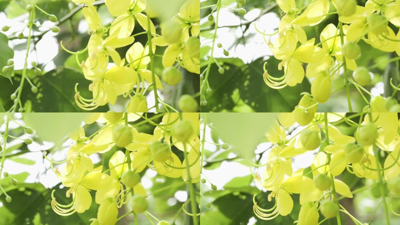 金色的淋浴挂在他们的植物上。泰国国花。拉差普鲁克花。公园和自然领域的新鲜感觉。