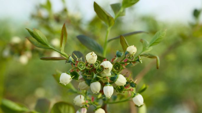 春天蓝莓正在开花坐果