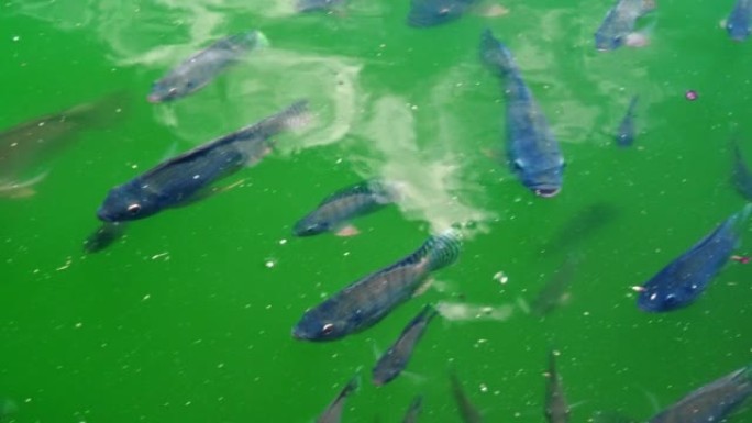 一条鱼在巴厘岛的绿水中的人工湖中游泳