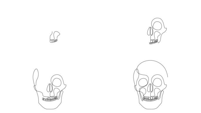 人类头骨的自画动画。连续单线画风格。