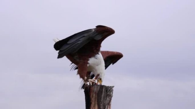 一只被束缚的鱼鹰飞到木杆上吃饭。