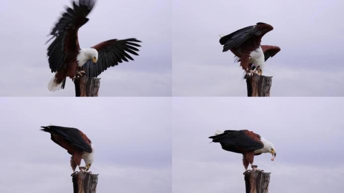 一只被束缚的鱼鹰飞到木杆上吃饭。