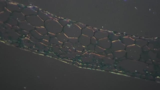 斜光显微镜下200x静态拍摄的Marchantia moss frond