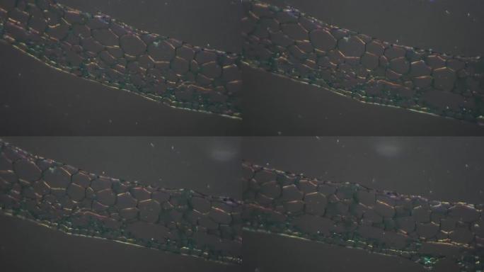 斜光显微镜下200x静态拍摄的Marchantia moss frond