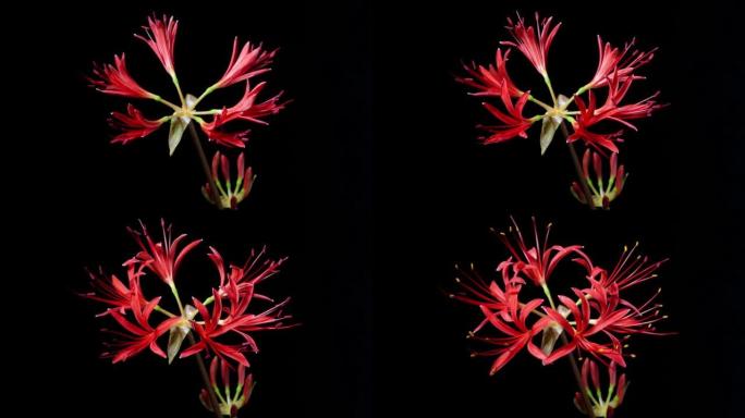 红色石蒜蜘蛛百合魔术百合春分花或higanbana从芽到全花的延时镜头隔离在黑色背景上，4k视频，特
