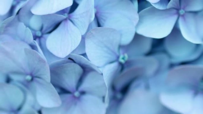 美丽的蓝色绣球花或hortensia花特写。艺术自然背景。春天盛开的花