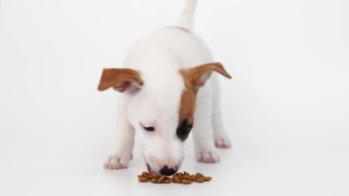 杰克罗素梗小狗在白色背景上吃食物