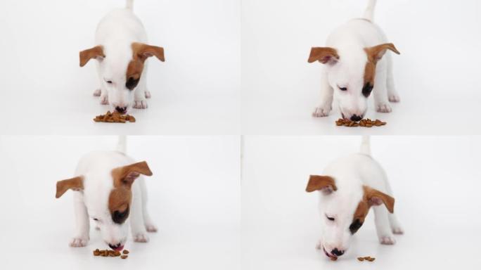 杰克罗素梗小狗在白色背景上吃食物