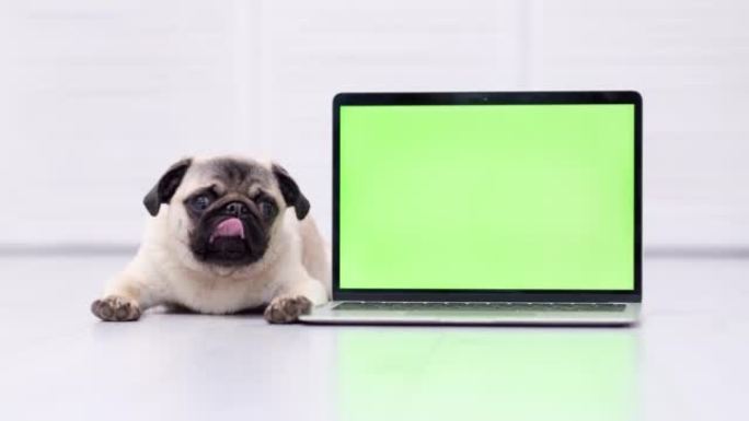 可爱的哈巴狗躺在绿屏笔记本电脑，舔，伸出舌头，狗的商品广告，小狗，家养宠物，色键