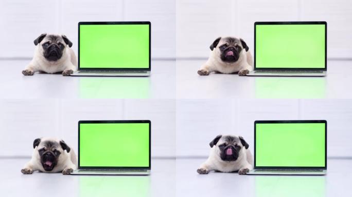 可爱的哈巴狗躺在绿屏笔记本电脑，舔，伸出舌头，狗的商品广告，小狗，家养宠物，色键