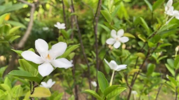 五瓣白色茉莉花开，颜色白色，小五瓣带黄色花粉