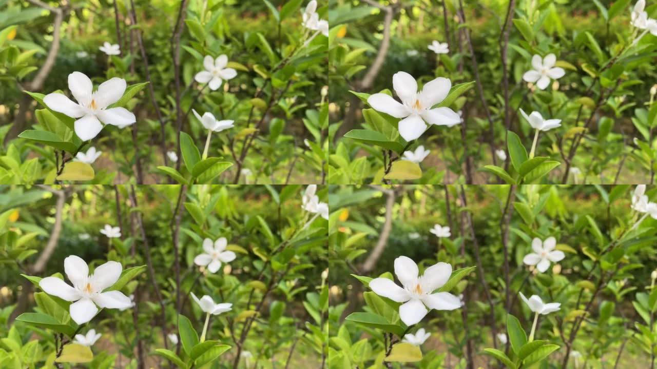 五瓣白色茉莉花开，颜色白色，小五瓣带黄色花粉