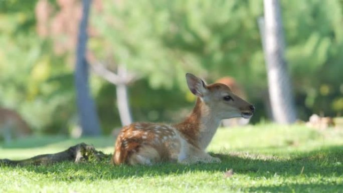 仲夏，一只可爱的小鹿坐在奈良公园的草地上。