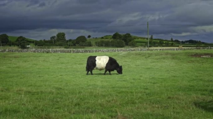 束带的加洛韦肉牛在田野里放牧
