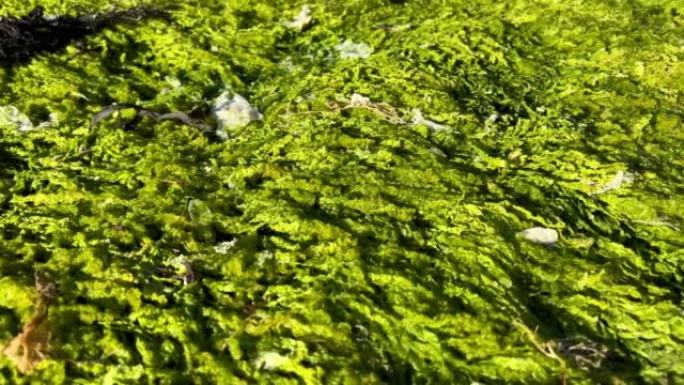 明亮的绿藻或苔藓生长在石头海滩湿滑潮湿和非常潮湿美丽的颜色植物是可见完全生长的石头墙海滩，纳米糖