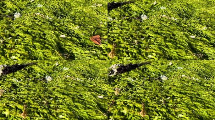 明亮的绿藻或苔藓生长在石头海滩湿滑潮湿和非常潮湿美丽的颜色植物是可见完全生长的石头墙海滩，纳米糖