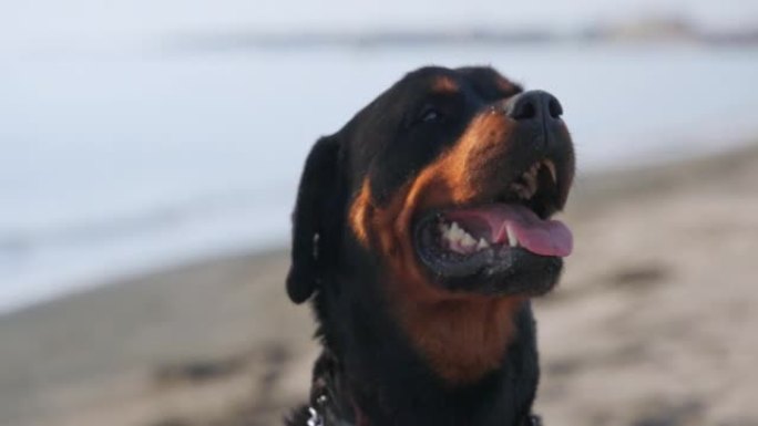 罗威纳犬坐在海边的沙滩上