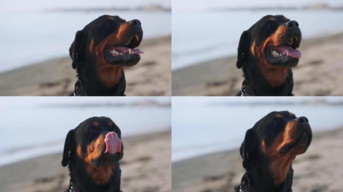 罗威纳犬坐在海边的沙滩上