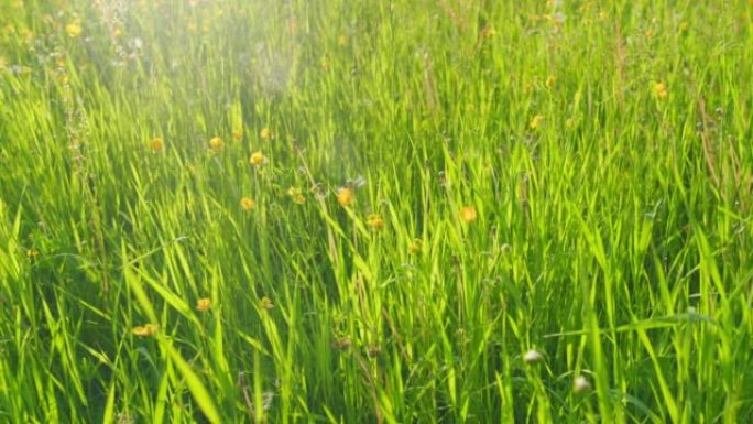 草地上的野花随风摇曳。春季在草地上盛开的黄色毛茛花。宽镜头。潘。