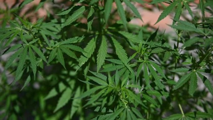 大麻叶在大棚农场种植大麻