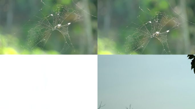 蜘蛛网-小