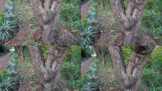 树木修剪伤口愈合的特写镜头。印度北阿坎德邦。