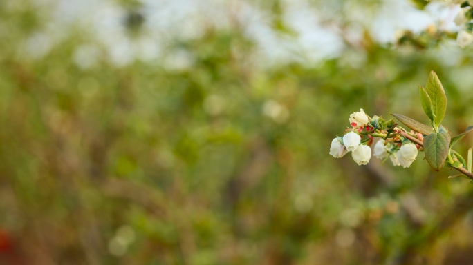 春天蓝莓正在开花坐果