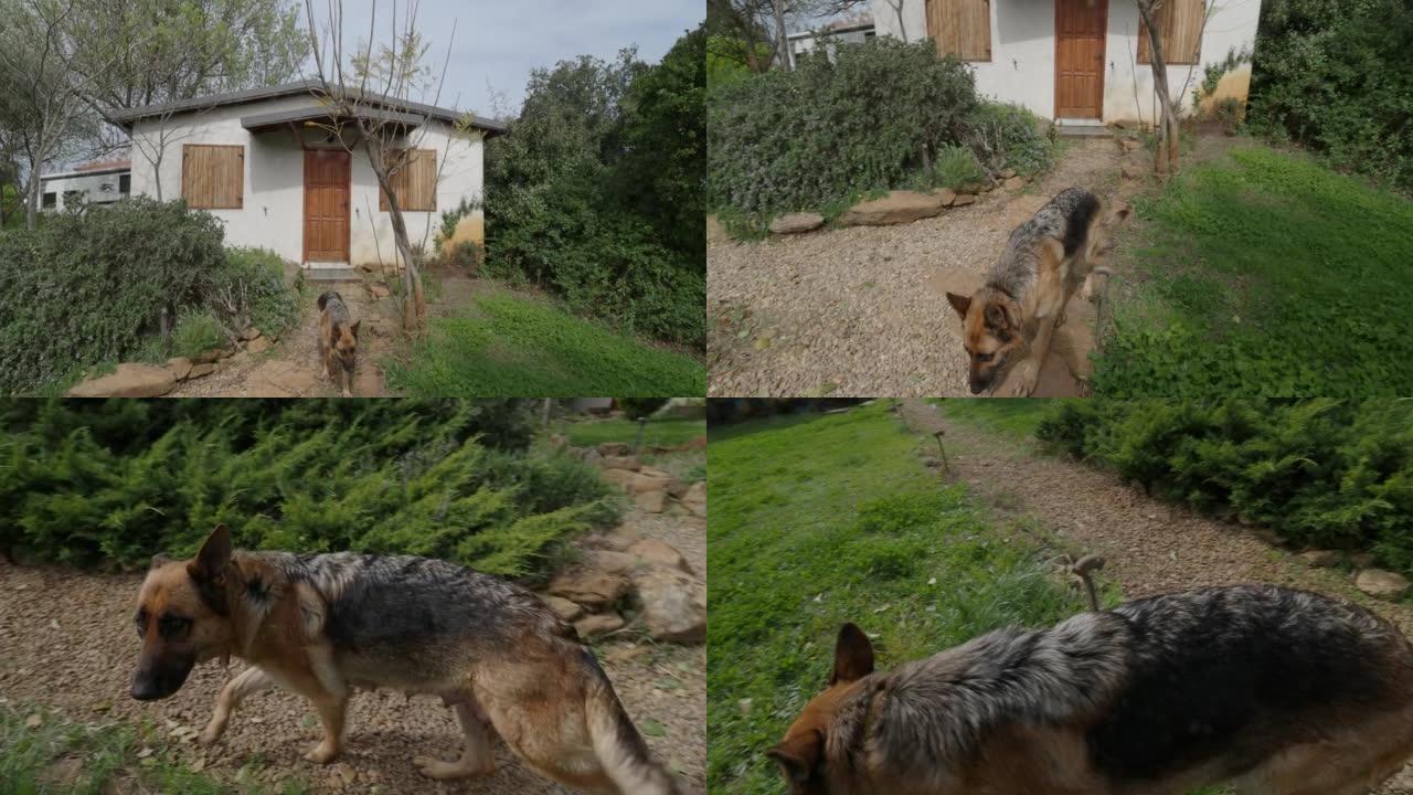 迷失的德国牧羊犬寻找家园
