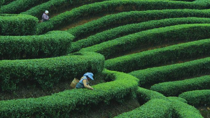 高山茶园茶叶茶山采茶