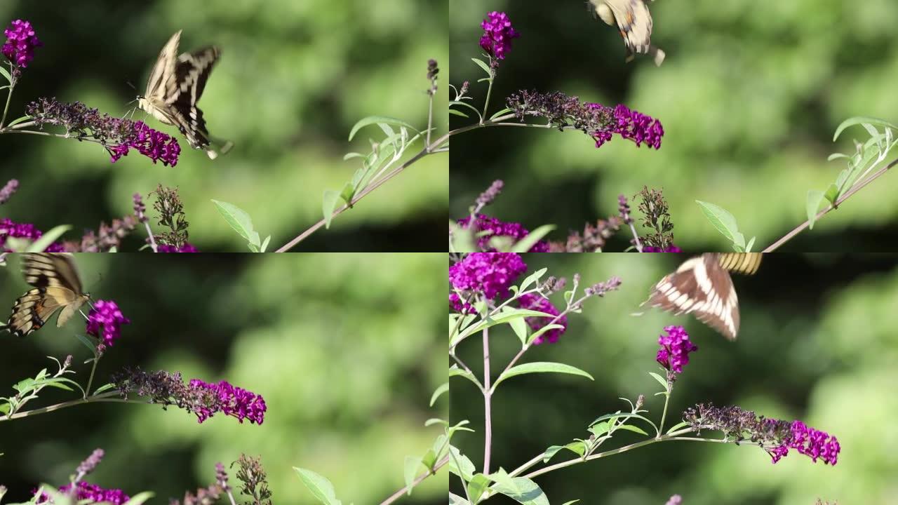 紫色蝴蝶灌木花上的巨型燕尾