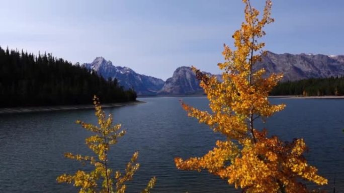 莫兰山 (Mt Moran) 在杰克逊湖 (Jackson Lake) 之外，秋叶在前景中吹动。