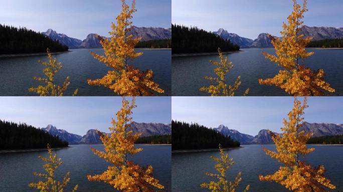 莫兰山 (Mt Moran) 在杰克逊湖 (Jackson Lake) 之外，秋叶在前景中吹动。