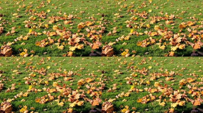 红色、黄色和橙色的落叶枫叶绿草。美丽的草坪在最后一个秋天割草在冬天之前。领土护理、施肥和植物饲养。美