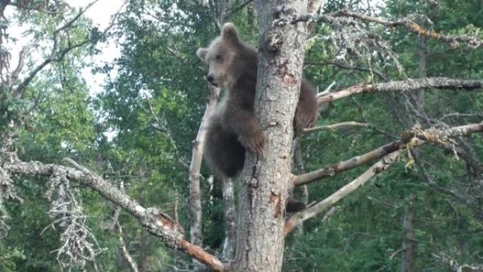 小灰熊在树上，布鲁克斯瀑布