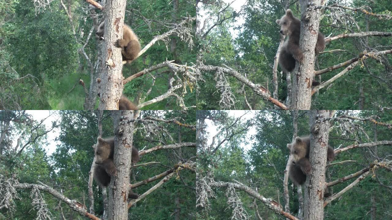 小灰熊在树上，布鲁克斯瀑布