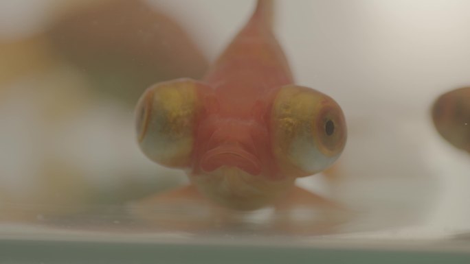 金鱼 环景  环保  生态  浴缸  鱼