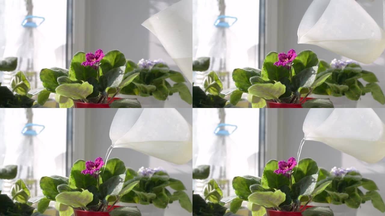照顾家庭植物，特写女人在屋内窗台上的花盆中浇水粉红色的小花。裁剪图像，选择性聚焦于花和水