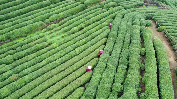 茶园 茶山 采茶 杭州龙井茶园